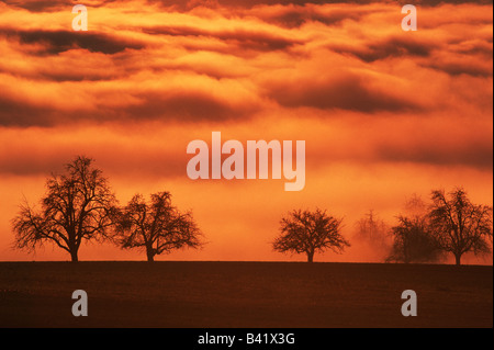 Orchard alberi nebbia in Svizzera Europa Foto Stock