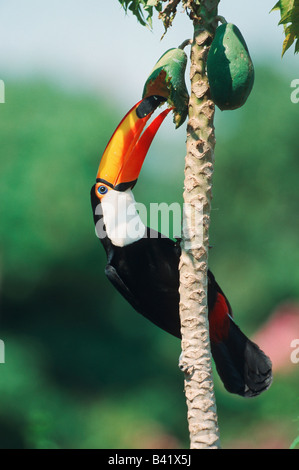 Trasduttore Toco Toucan Ramphastos toco adulto mangiando mango fruit Pantanal Brasile America del Sud Foto Stock