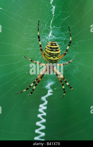 Wasp Spider Argiope bruennichi adulto in Svizzera sul web Foto Stock