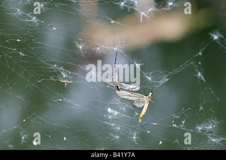 Effimere catturati nella ragnatela, Surrey, Inghilterra. Maggio Foto Stock