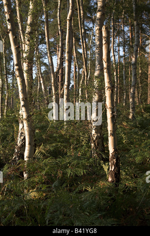 Argento di betulle nel bosco, Hollesley comune, Suffolk, Inghilterra Foto Stock