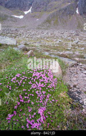 Moss Campion Silene acaulis crescendo in coire un t Sneachda un circo glaciale di alta nei Cairngorms Foto Stock