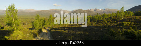 Il Cairngorms, visto dalla foresta Rothiemurchus in Glen More Foto Stock