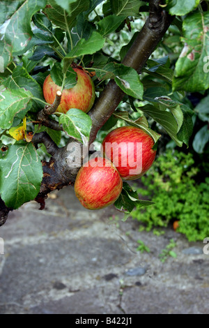 Inglese Cox's orange pippin Apple sull'albero in autunno. Foto Stock