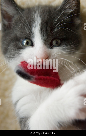 Gattino 35 giorni, 5 settimane di età, con un giocattolo nella sua bocca e un look sorpreso sul suo volto. Foto Stock