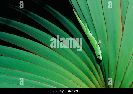 Madagascar giorno gigante geco Phelsuma grandis adulto Africa Madagascar Foto Stock