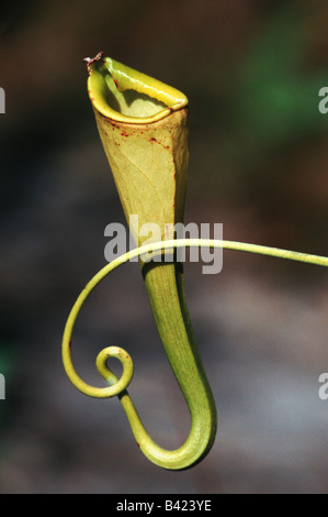 Madagascar pianta brocca Nepenthes madagascariensis Madagascar Africa Foto Stock