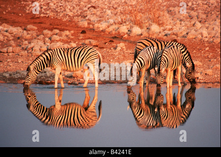 Le pianure zebre Equus quagga gruppo bere Namibia Africa Foto Stock