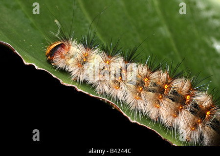 Enorme Hairy Caterpillar sul fiore di uccello del paradiso Foto Stock