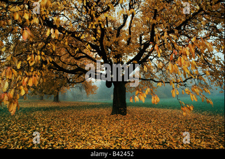 Ciliegio Prunus sp in frutteto con i colori dell'autunno in Svizzera Europa Foto Stock