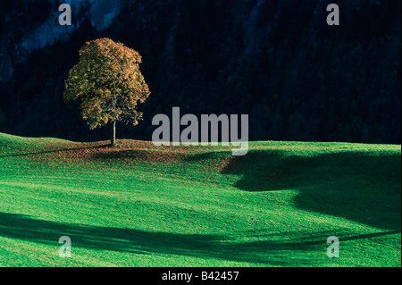Tiglio Tilia sp albero in estate la Svizzera Foto Stock