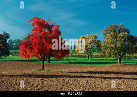 Ciliegio Prunus sp in frutteto con i colori dell'autunno in Svizzera Europa Foto Stock