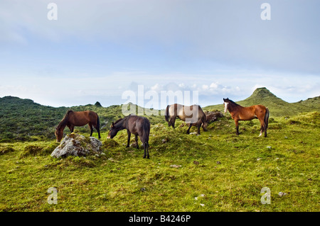 Cavalli al pascolo libero in un pascolo verde paesaggio dell'isola di Pico Azzorre Portogallo Foto Stock