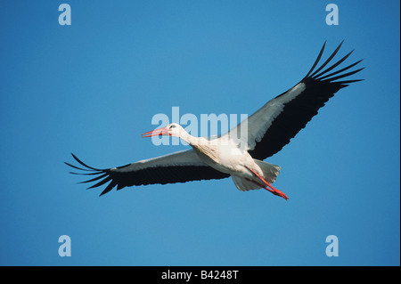 Cicogna bianca Ciconia ciconia adulto in volo in Svizzera Foto Stock