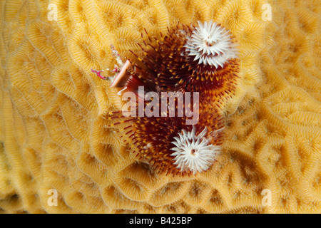 Un multi-colore rosso, giallo e White Christmas Tree Worm con completamente esteso i tentacoli su scala corallo lattuga. Foto Stock
