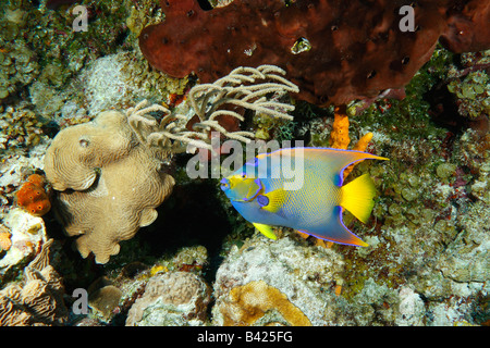 Color arcobaleno Regina Angelfish nuoto in corrente sulla barriera corallina ampng morbido e coralli duri. Foto Stock