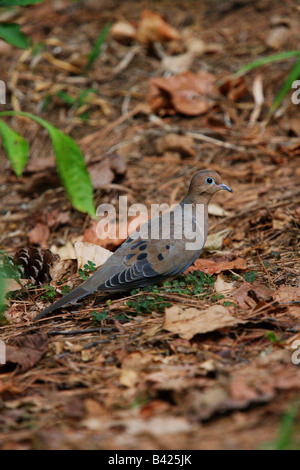 Un lutto colomba zenaida macroura rovistando sul terreno Foto Stock