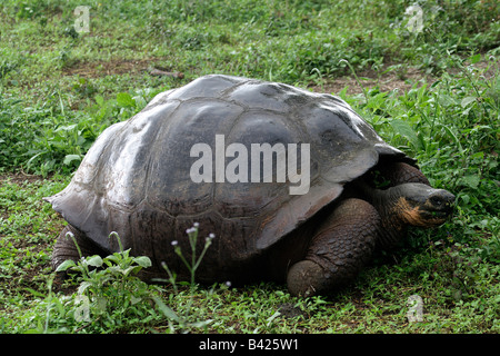 Giant Galápagos tartaruga (Geochelone elephantopus), Isola di Santa Cruz Galapagos. Foto Stock