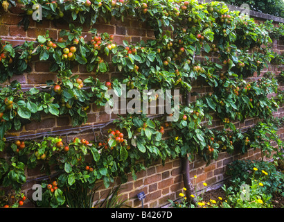 Apple Espaliered albero nel giardino di campagna sostenuta contro un orto Vecchio rosso muro di mattoni nel tardo pomeriggio sun Foto Stock
