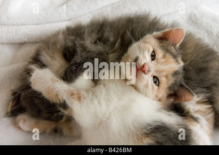 Due giovani gattini di 35 giorni, 5 settimane di età, coccole insieme. Un gattino è guardando la telecamera e l'altra sta dormendo. Foto Stock