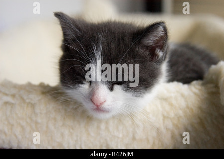 Gattino di 38 giorni, 5 settimane di età, dormire con la sua testa in appoggio sul lato del cestello. Foto Stock