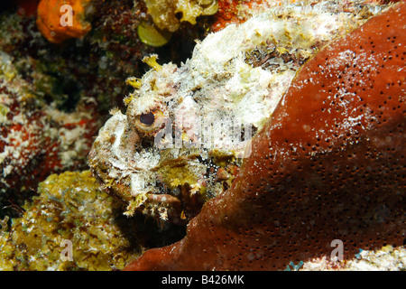Un close-up faccia colpo di scorfani maculato mimetizzata per corrispondere alla barriera corallina e fondo roccioso dell'oceano. Foto Stock