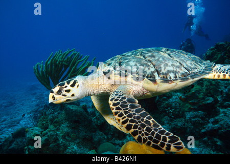 Tartaruga embricata nuoto contro corrente con coralli molli, Coral Reef e i sommozzatori in background. Foto Stock