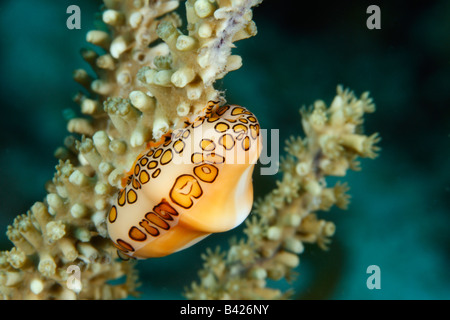 Flamingo Tongue - un color arancio mollusco maculato su una gorgonia soft coral. Foto Stock