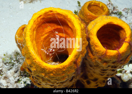 Nastrare il corallo di gamberi e spugna Starshare fragile il loro habitat in un cluster marrone spugna per tubo Foto Stock