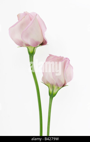 Rosa Lisianthus Eustoma Fiori Foto Stock