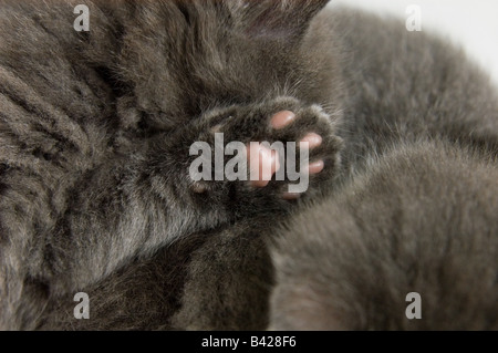 Zampa posteriore di un gattino di 35 giorni, 5 settimane di età. Pastiglie di sotto il lato della zampa sono visibili. Foto Stock