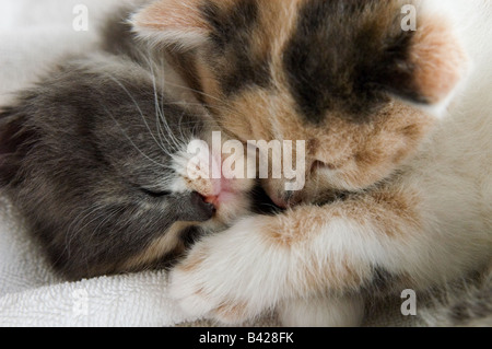 Close-up di due giovani gattini cuddling insieme. Essi sono 35 giorni o 5 settimane di età. Uno è il calicò e l'altro è grigio e bianco. Foto Stock