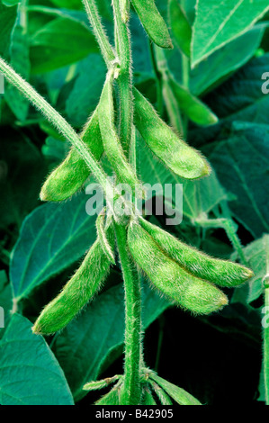 I fagioli di soia verde baccelli sulla pianta. Foto Stock