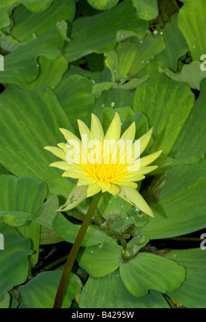 Acqua Lillies (Nymphaea St Louis Oro) Royal Botanic Gardens Edinburgh Foto Stock