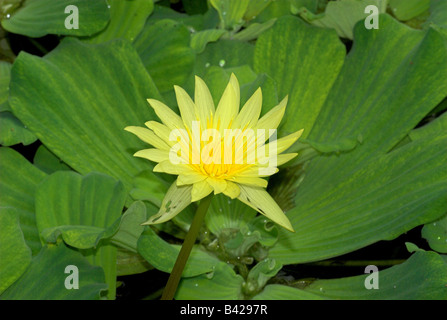 Acqua Lillies (Nymphaea St Louis Oro) Royal Botanic Gardens Edinburgh Foto Stock