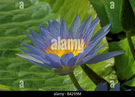 Acqua Lillies (Nymphaea St Louis Oro) Royal Botanic Gardens Edinburgh Foto Stock