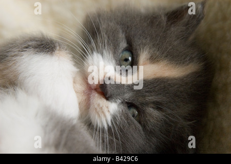 Close-up di gattino di 35 giorni, 5 settimane di età, guardando nella telecamera. Foto Stock