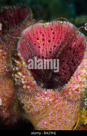 Una Fragola vaso rivestito in spugna con giallo Zoanthids spugna e spugna stella fragile prendendo una residenza all'interno della spugna. Foto Stock