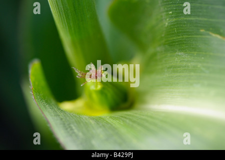 Granturco bud femmina Foto Stock