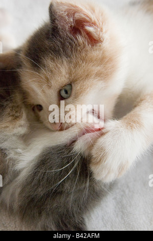 Gattino 35 giorni, 5 settimane di età, di mordere il mento di un altro gattino scherzosamente con la sua zampa sul altri gattino del viso. Foto Stock