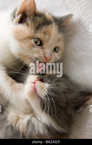 Gattino 35 giorni, 5 settimane di età, governare un altro gattino bu leccare il suo occhio. Foto Stock