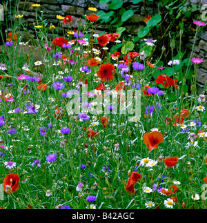 Colorati prati fioriti in inizio di estate Foto Stock