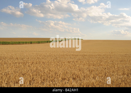 Grande pezzo di stoppia campo delimitato da mais a distanza con il cielo blu e nuvole bianche sopra. Foto Stock