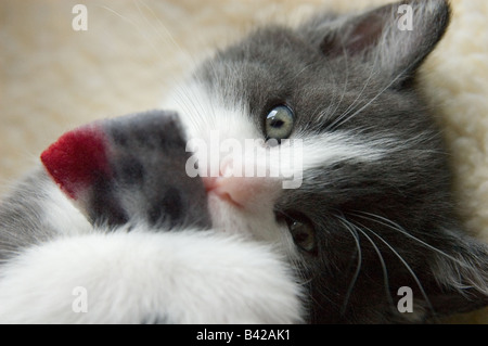 Close-up di un gattino di 35 giorni, 5 settimane di età, con un giocattolo nella sua bocca. Foto Stock