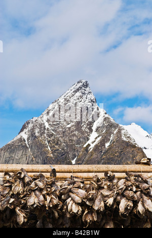 Teste di Merluzzo Baccalà essiccamento in aria invernale con la montagna in background, vicino a Reine, Isole Lofoten in Norvegia Foto Stock