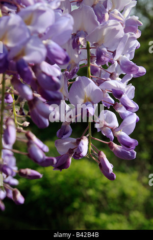 I fiori del giardino arbusto Wisteria sinensis Foto Stock