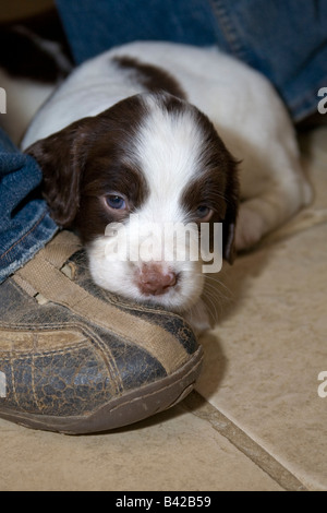 Un English Springer Spaniel cucciolo trova un posto confortevole per stabilire Foto Stock