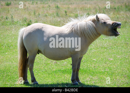 Pony Shetland in campo vicino a St.Davids, Il Pembrokeshire Coast National Park, Pembrokeshire, Wales, Regno Unito Foto Stock