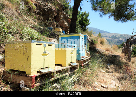 Un apicoltori Langstroth tipo orticaria nelle montagne dietro Sougia a sud-ovest di Creta, Grecia Foto Stock