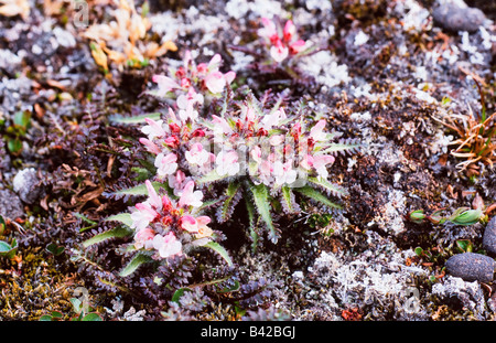 Hairy lousewort Pedicularis dasyantha crescente sulla tundra Foto Stock